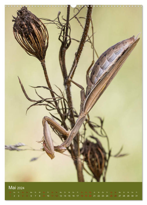 Die Gottesanbeterin. Räuber der Insektenwelt. (CALVENDO Premium Wandkalender 2024)