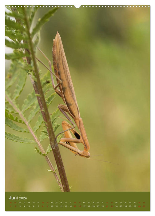The praying mantis. Predators of the insect world. (CALVENDO Premium Wall Calendar 2024) 
