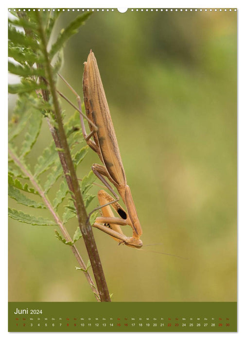 Die Gottesanbeterin. Räuber der Insektenwelt. (CALVENDO Premium Wandkalender 2024)