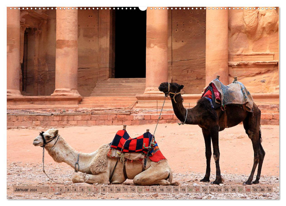 Camels - The friendly porters (CALVENDO Premium Wall Calendar 2024) 