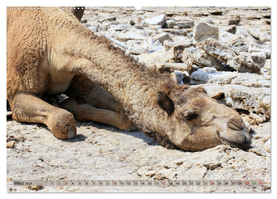 Kamele - Die freundlichen Gepäckträger (CALVENDO Premium Wandkalender 2024)