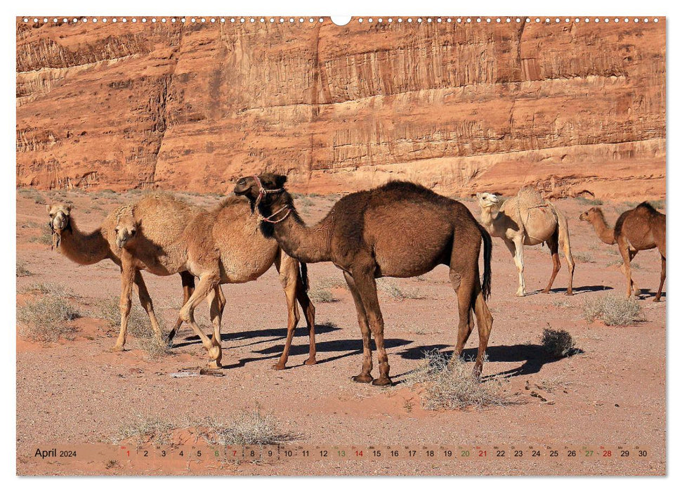 Camels - The friendly porters (CALVENDO Premium Wall Calendar 2024) 