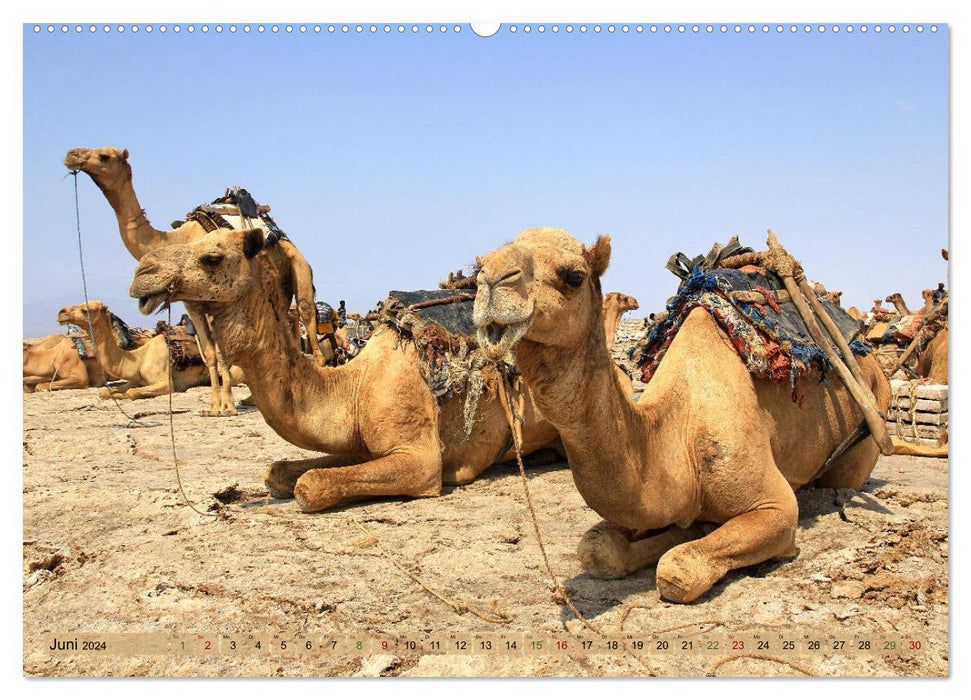 Camels - The friendly porters (CALVENDO Premium Wall Calendar 2024) 