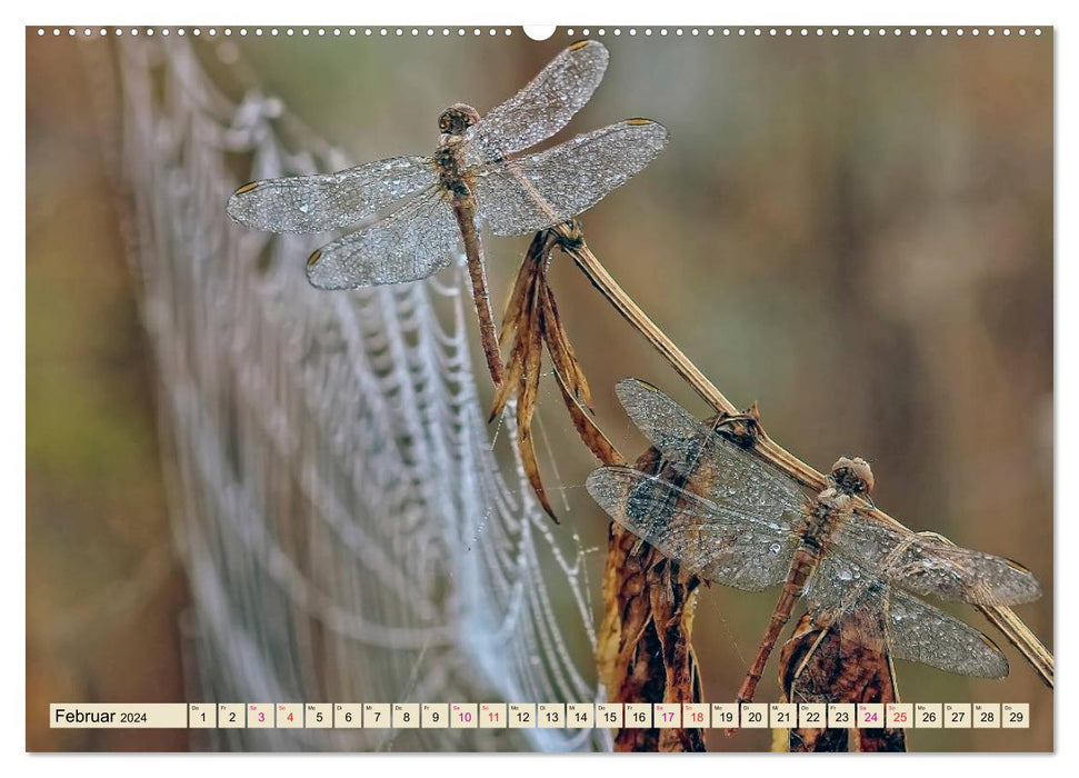 Spinnennetze - Wunder der Natur (CALVENDO Wandkalender 2024)