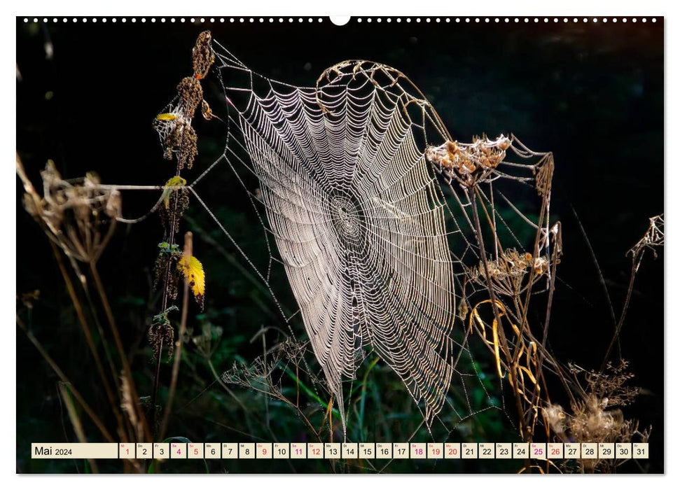 Toiles d'araignées - merveilles de la nature (Calendrier mural CALVENDO 2024) 