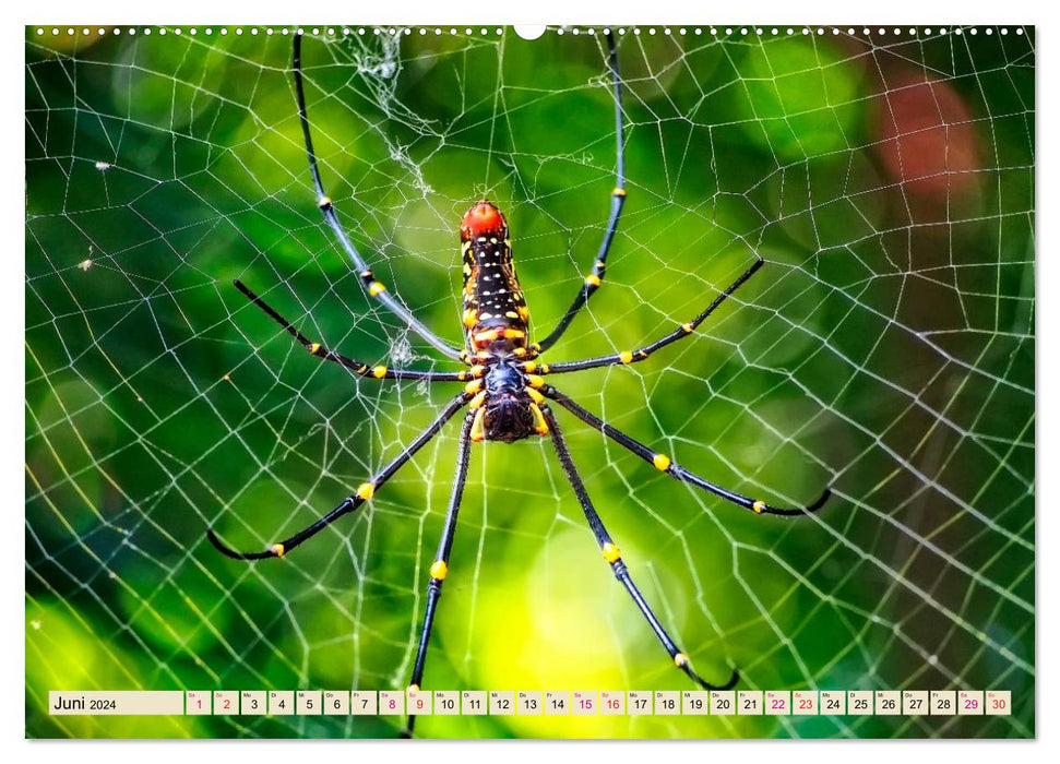 Toiles d'araignées - merveilles de la nature (Calendrier mural CALVENDO 2024) 
