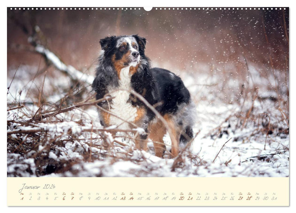 Hundeseele (CALVENDO Premium Wandkalender 2024)