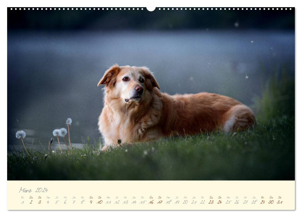 Dog Soul (CALVENDO Premium Wall Calendar 2024) 