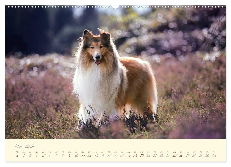 Hundeseele (CALVENDO Premium Wandkalender 2024)