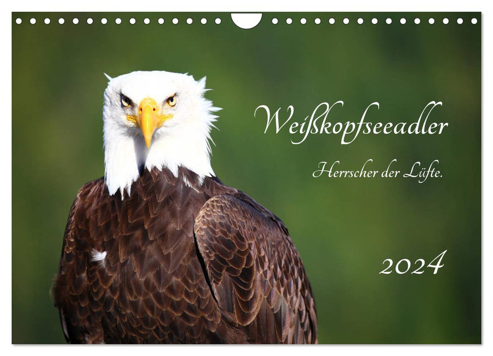 Weißkopfseeadler. Herrscher der Lüfte. 2024 (CALVENDO Wandkalender 2024)