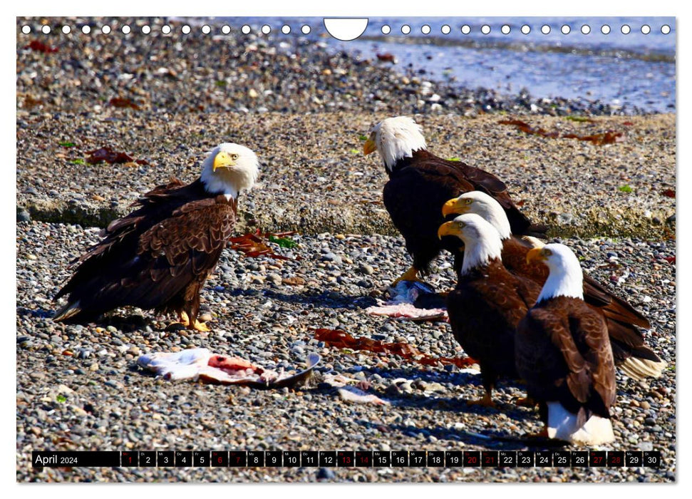 Weißkopfseeadler. Herrscher der Lüfte. 2024 (CALVENDO Wandkalender 2024)