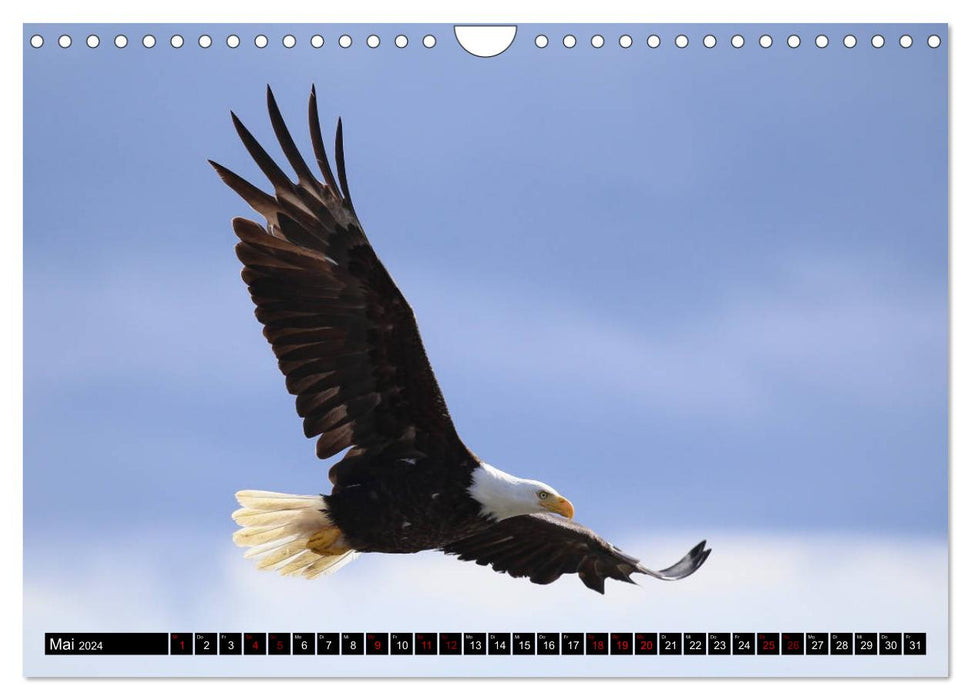 Weißkopfseeadler. Herrscher der Lüfte. 2024 (CALVENDO Wandkalender 2024)