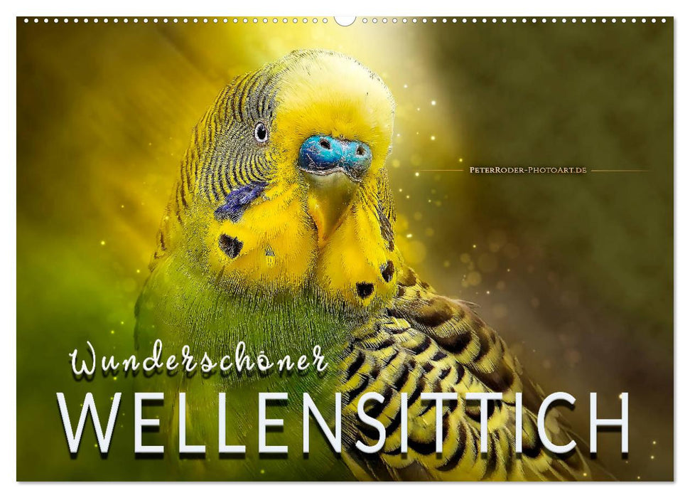 Wunderschöner Wellensittich (CALVENDO Wandkalender 2024)