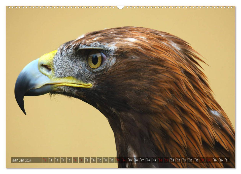 Raubvögel - lautlose Jäger (CALVENDO Premium Wandkalender 2024)