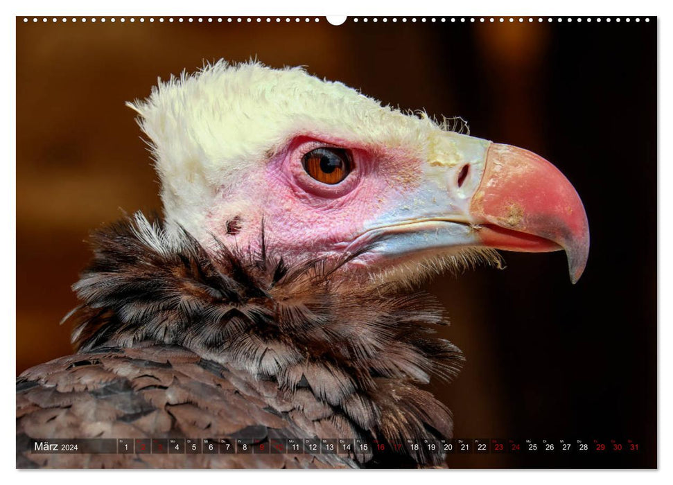 Birds of prey - silent hunters (CALVENDO Premium Wall Calendar 2024) 