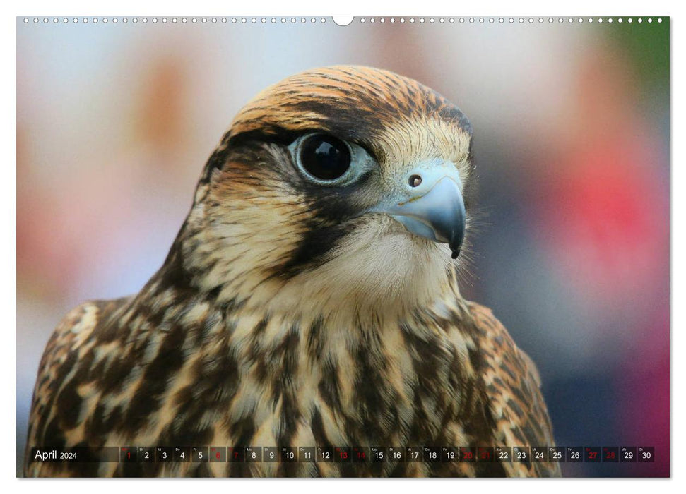 Birds of prey - silent hunters (CALVENDO Premium Wall Calendar 2024) 