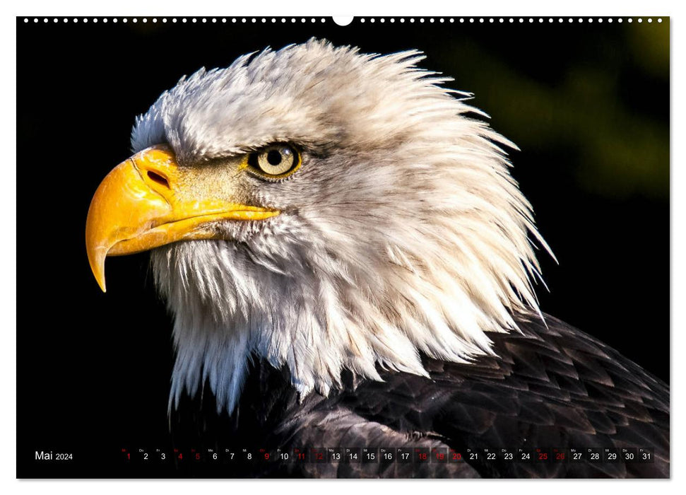 Birds of prey - silent hunters (CALVENDO Premium Wall Calendar 2024) 