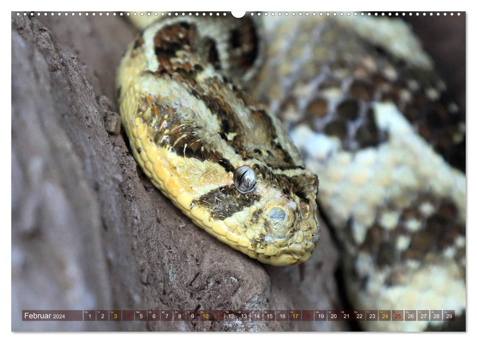 Constrictors and poisonous snakes (CALVENDO Premium Wall Calendar 2024) 