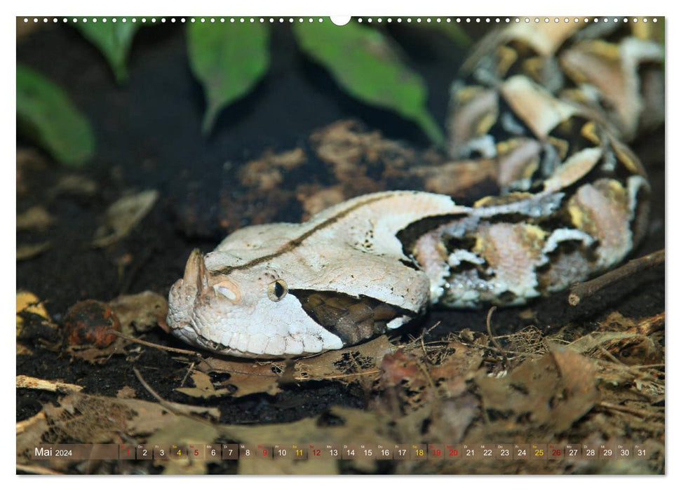 Constrictors and poisonous snakes (CALVENDO Premium Wall Calendar 2024) 