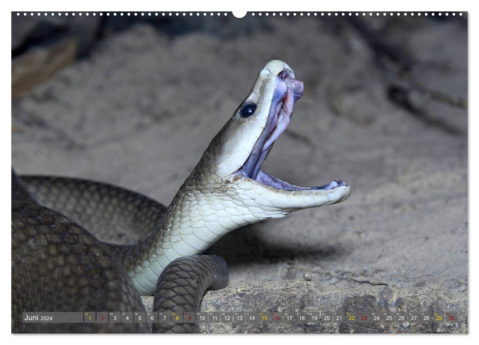 Würge- und Giftschlangen (CALVENDO Premium Wandkalender 2024)