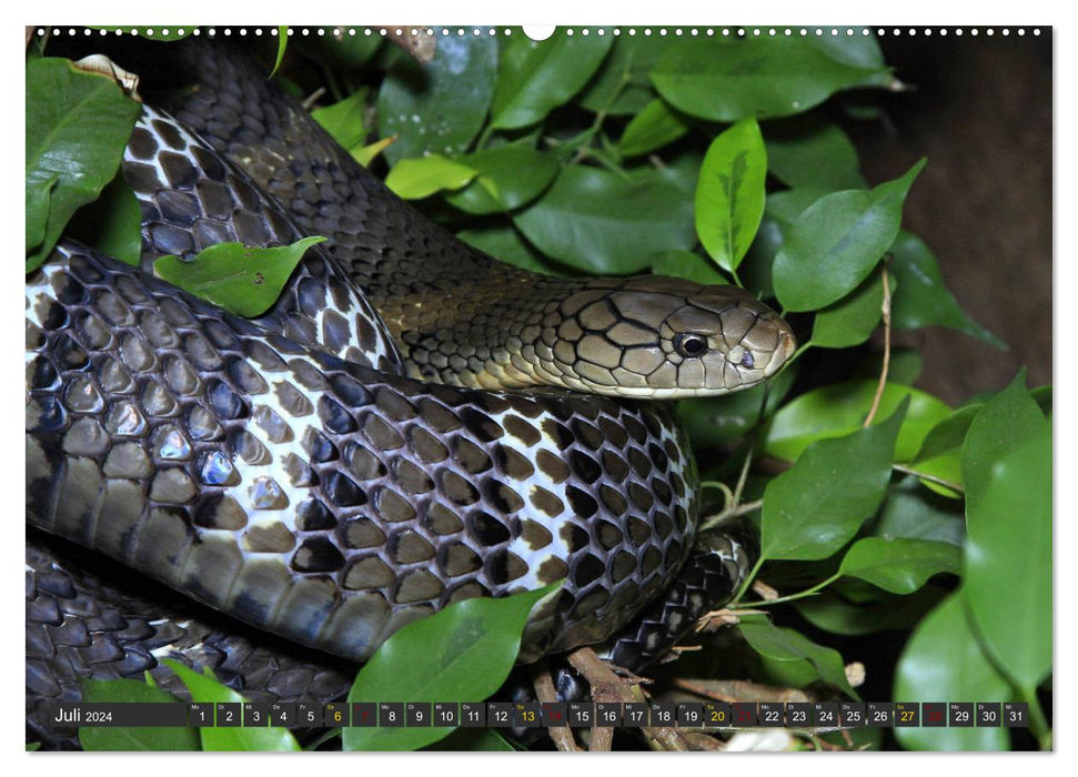 Constrictors and poisonous snakes (CALVENDO Premium Wall Calendar 2024) 