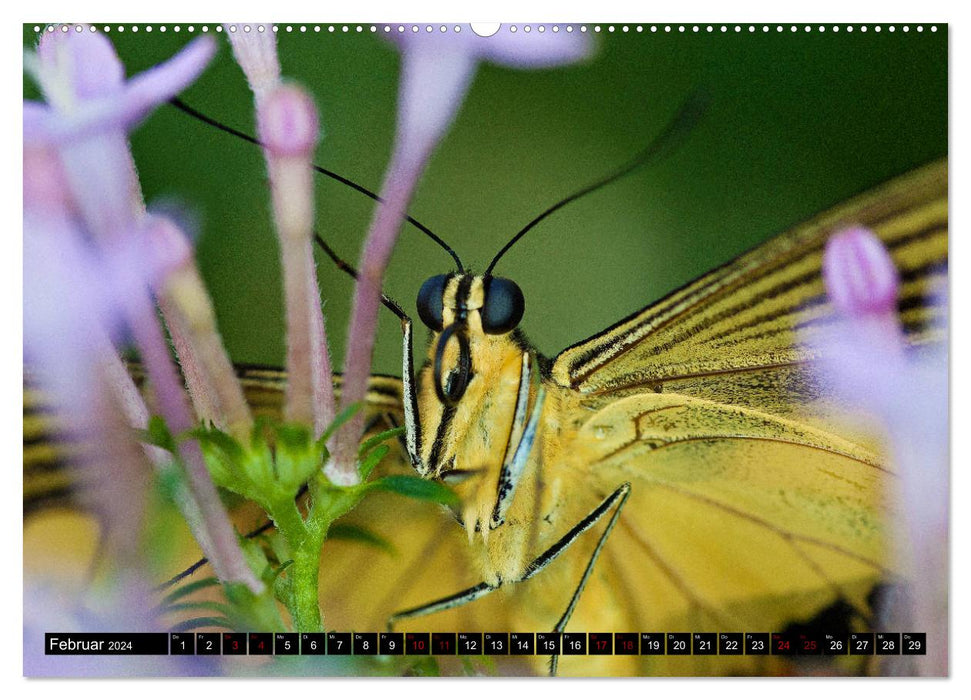 Fliegende Wunderwesen. Schmetterlinge weltweit, ganz nah (CALVENDO Premium Wandkalender 2024)