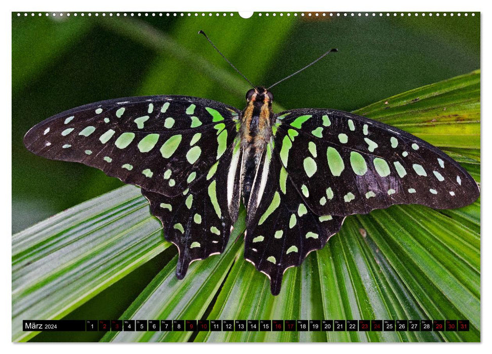 Fliegende Wunderwesen. Schmetterlinge weltweit, ganz nah (CALVENDO Premium Wandkalender 2024)