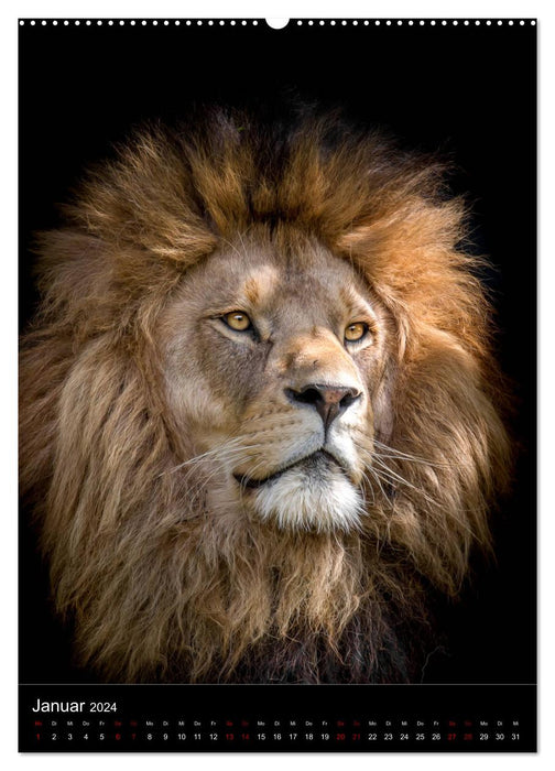 König der Tiere (CALVENDO Premium Wandkalender 2024)