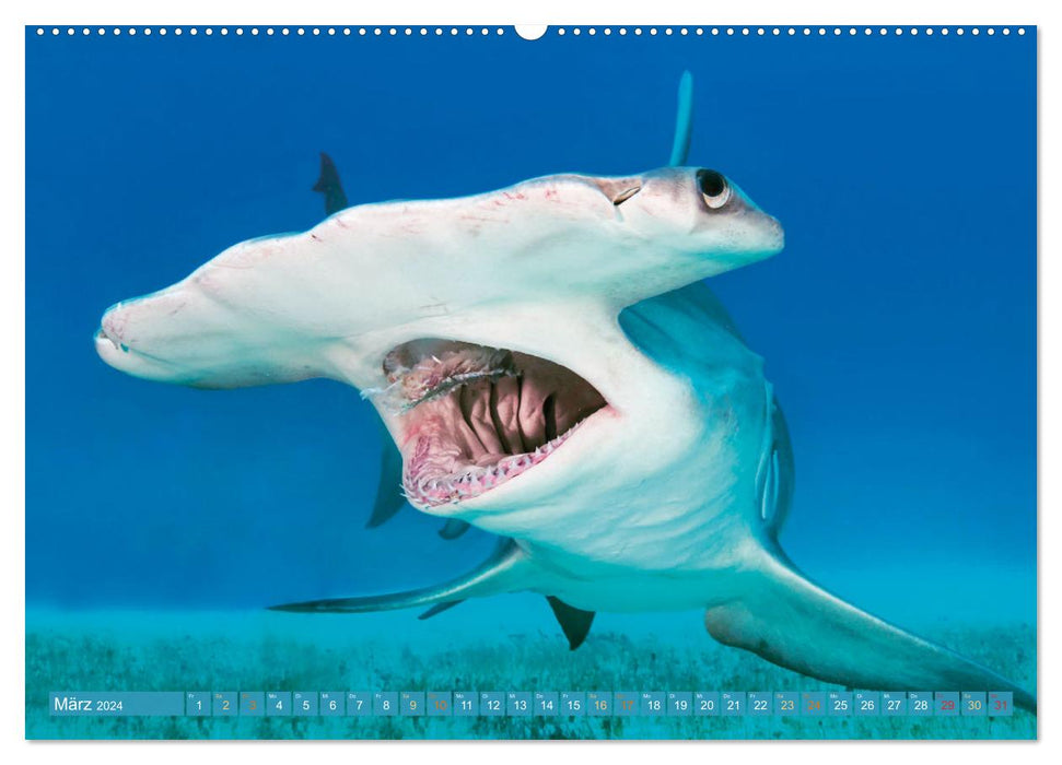 Hai: Raubtier der Meere (CALVENDO Premium Wandkalender 2024)