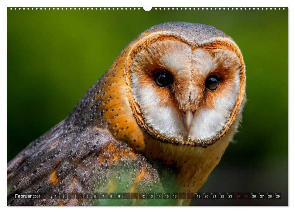 Oiseaux de proie - chasseurs silencieux (Calendrier mural CALVENDO 2024) 