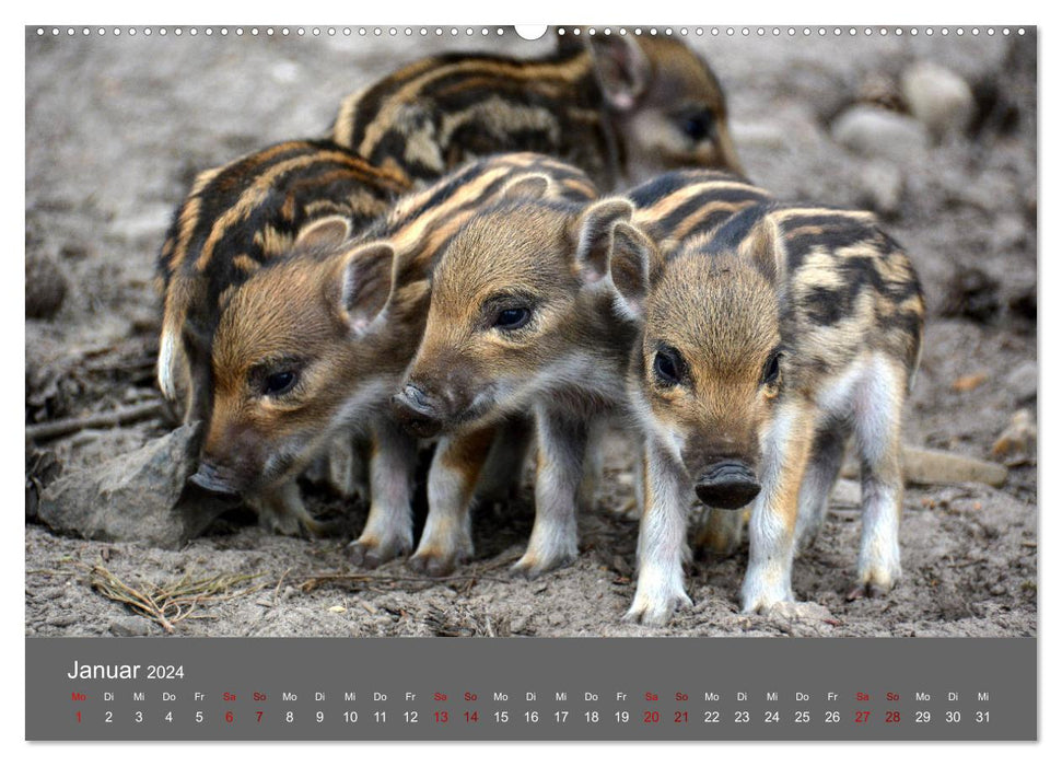 Die lieben Kleinen ... Tierkinder einfach zum Knuddeln (CALVENDO Premium Wandkalender 2024)