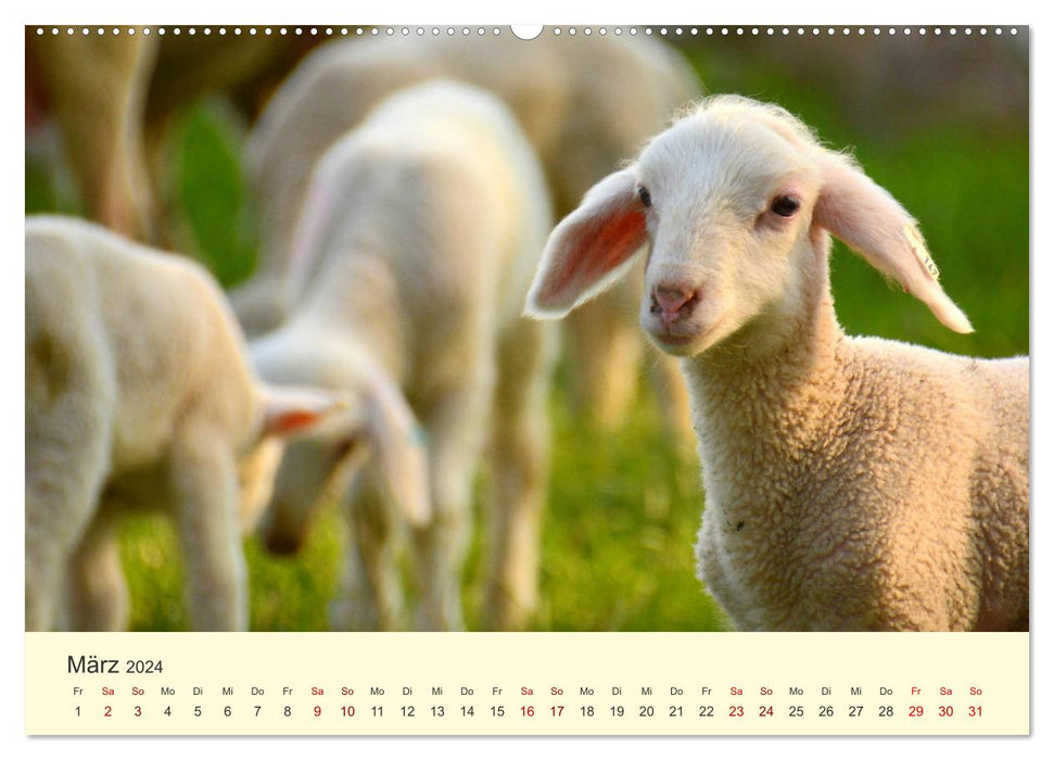 Die lieben Kleinen ... Tierkinder einfach zum Knuddeln (CALVENDO Premium Wandkalender 2024)