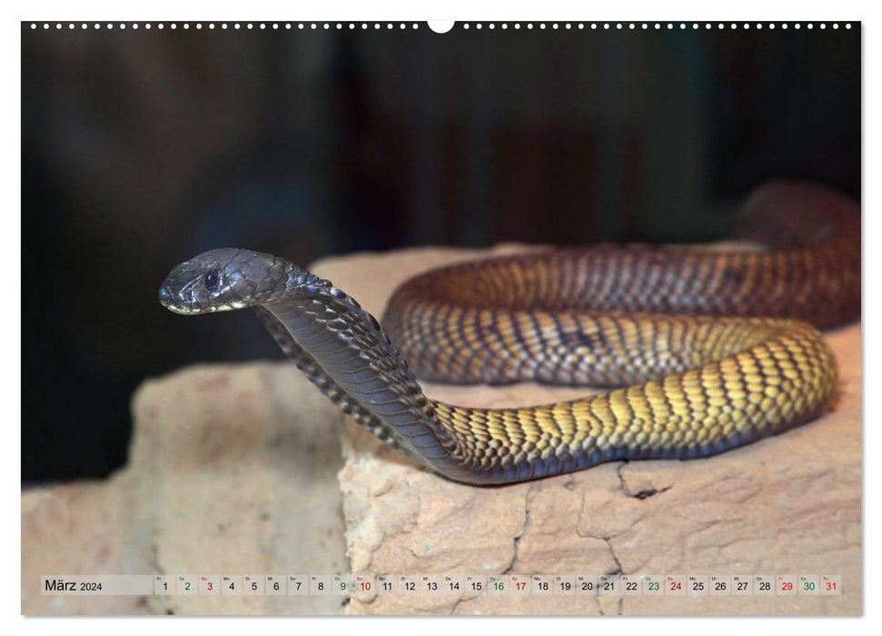 Würge- und Giftschlangen (CALVENDO Wandkalender 2024)