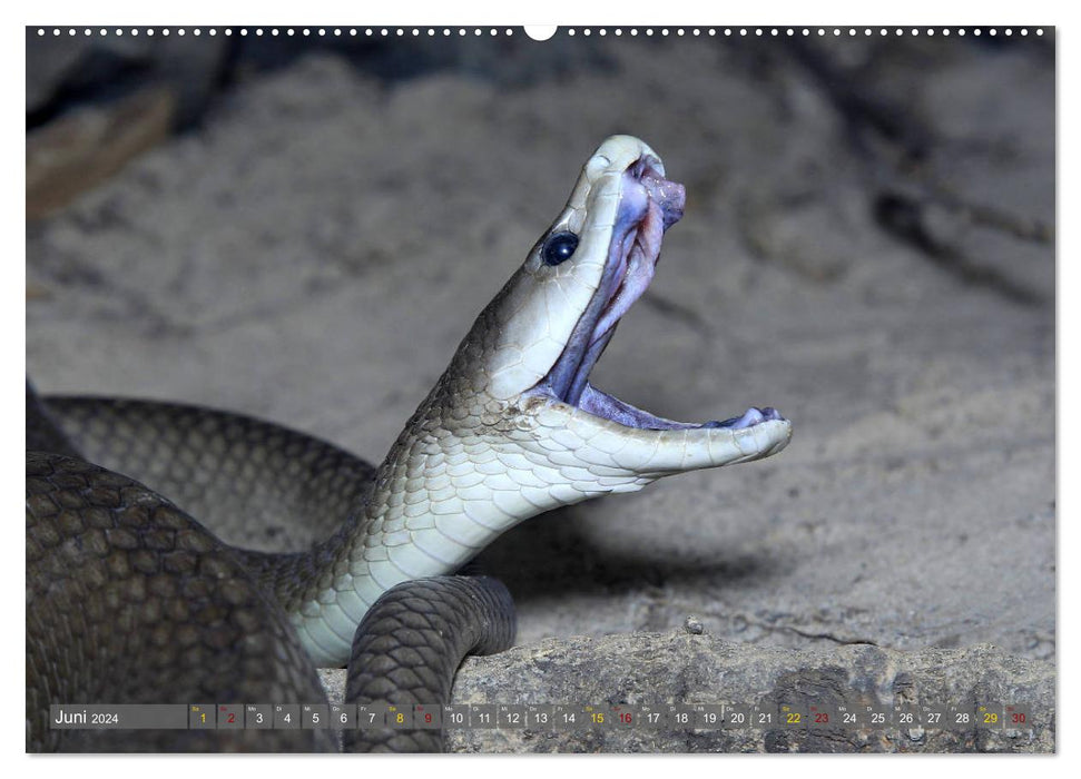 Constricteurs et serpents venimeux (Calendrier mural CALVENDO 2024) 