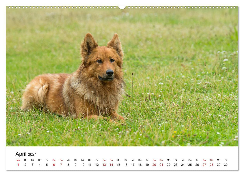 Alte Nutztierrassen 2024 (CALVENDO Premium Wandkalender 2024)