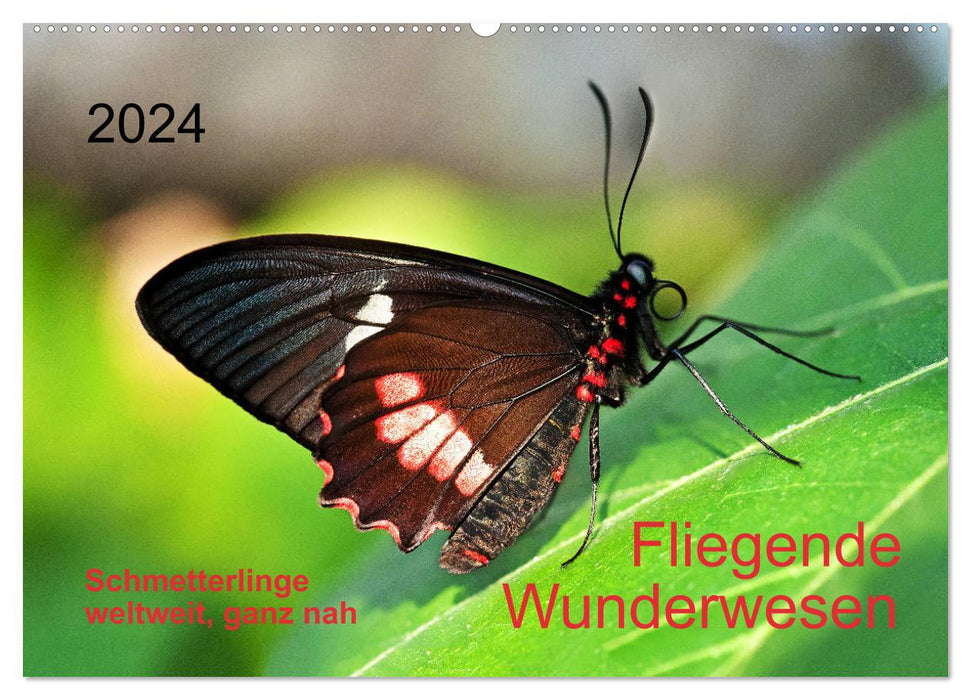 Fliegende Wunderwesen. Schmetterlinge weltweit, ganz nah (CALVENDO Wandkalender 2024)