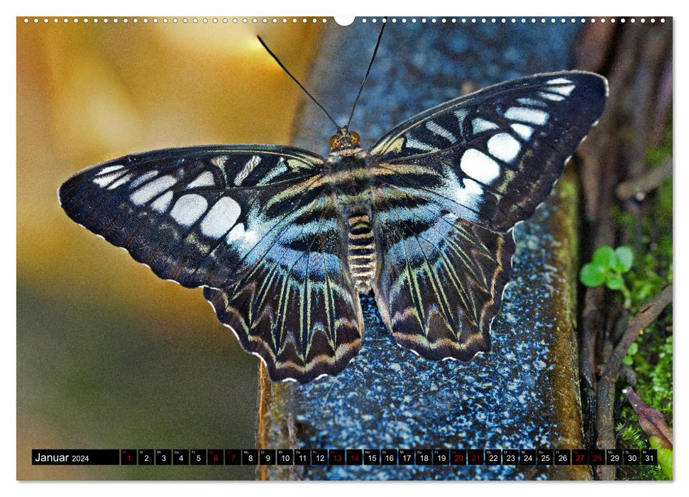 Fliegende Wunderwesen. Schmetterlinge weltweit, ganz nah (CALVENDO Wandkalender 2024)