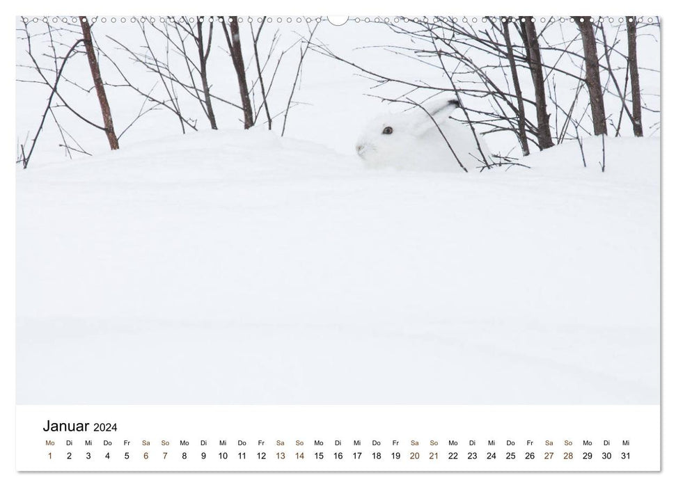 Finnland: eine tierische Entdeckungsreise (CALVENDO Premium Wandkalender 2024)