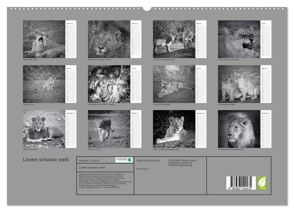 Löwen schwarz weiß (CALVENDO Premium Wandkalender 2024)
