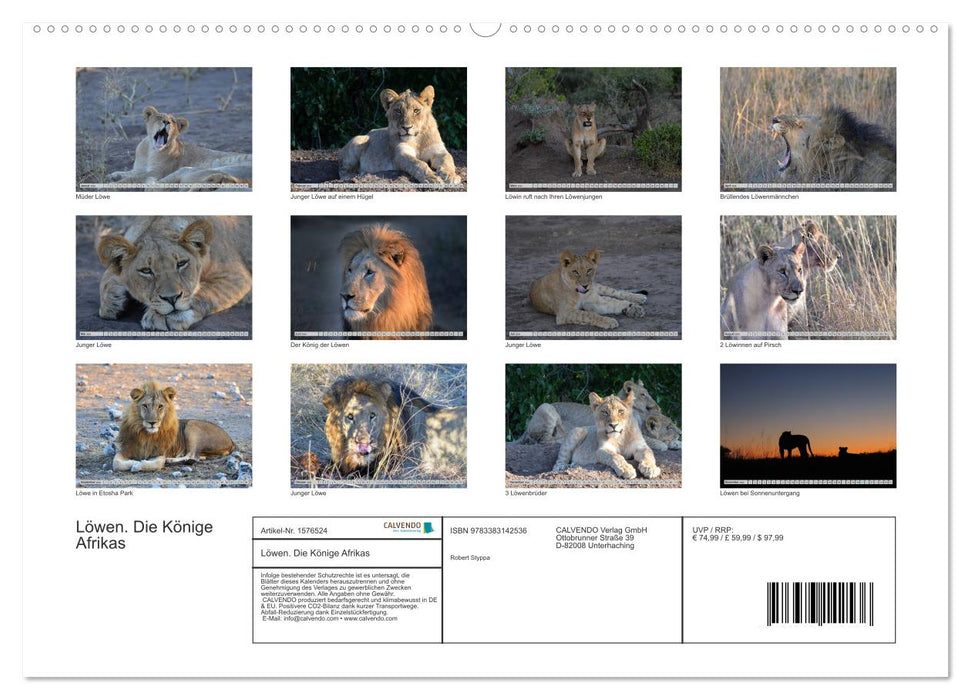 Löwen. Die Könige Afrikas (CALVENDO Premium Wandkalender 2024)