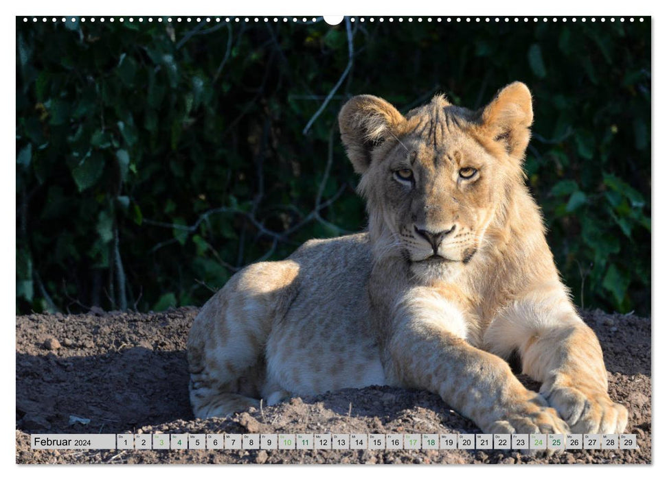 Löwen. Die Könige Afrikas (CALVENDO Premium Wandkalender 2024)