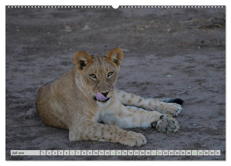 Löwen. Die Könige Afrikas (CALVENDO Premium Wandkalender 2024)