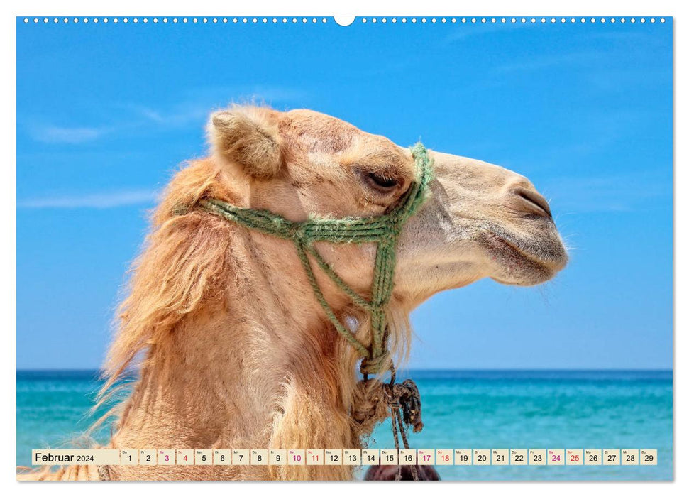 Kamel Gesichter (CALVENDO Premium Wandkalender 2024)