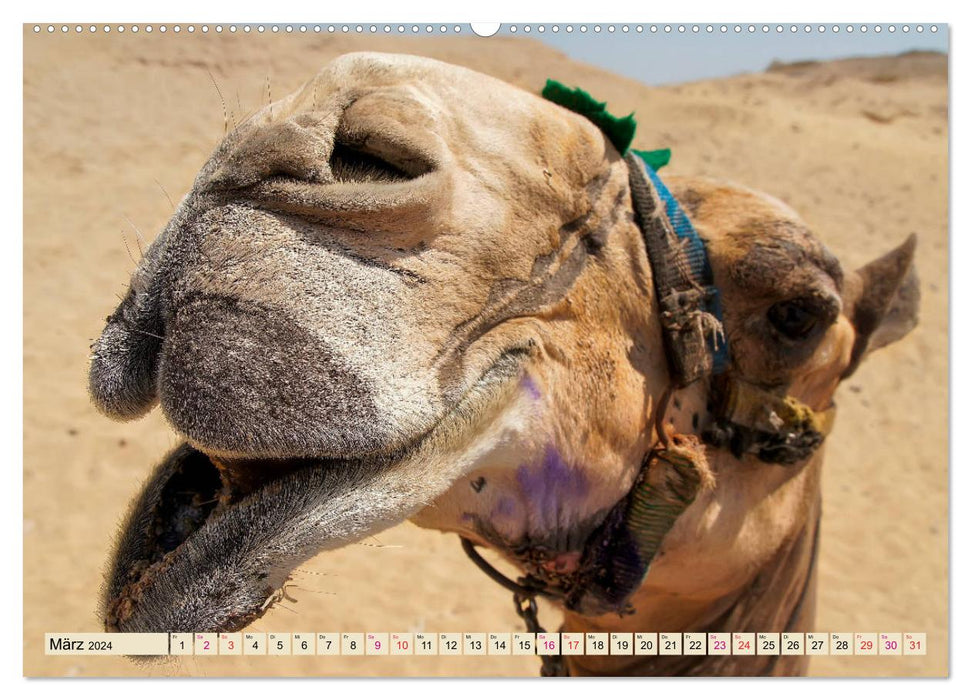 Kamel Gesichter (CALVENDO Premium Wandkalender 2024)