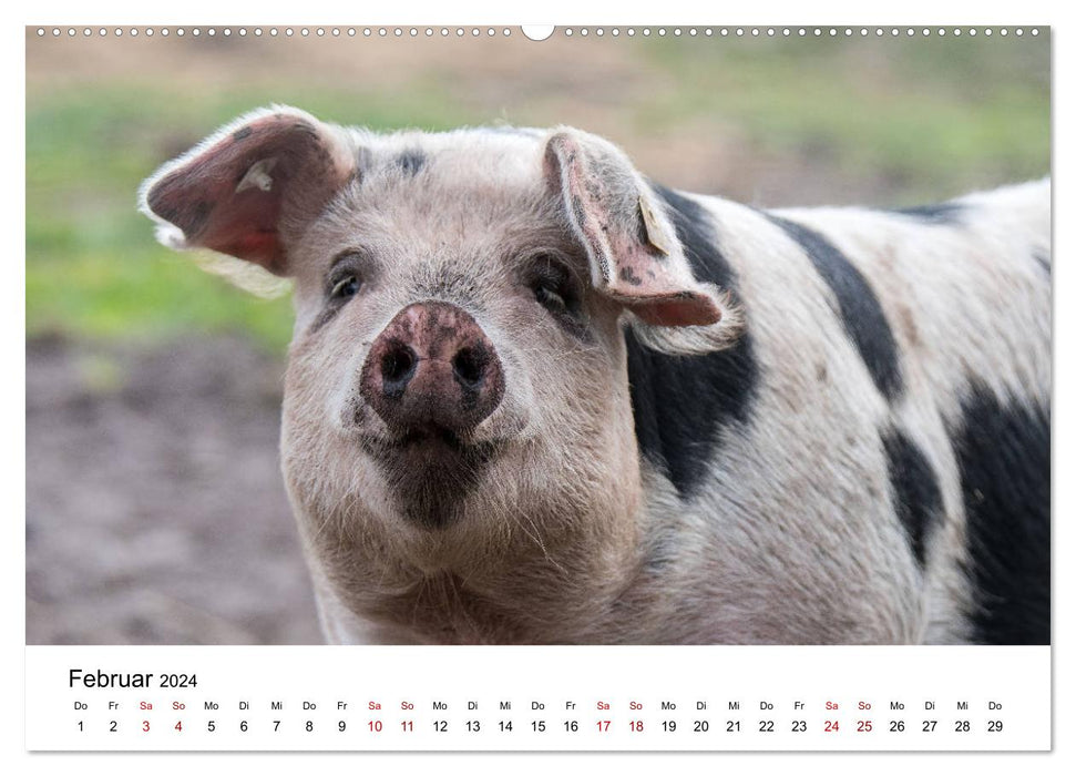Old farm animal breeds 2024 (CALVENDO wall calendar 2024) 