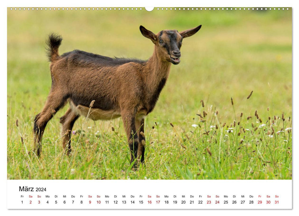 Anciennes races d'animaux de ferme 2024 (Calendrier mural CALVENDO 2024) 