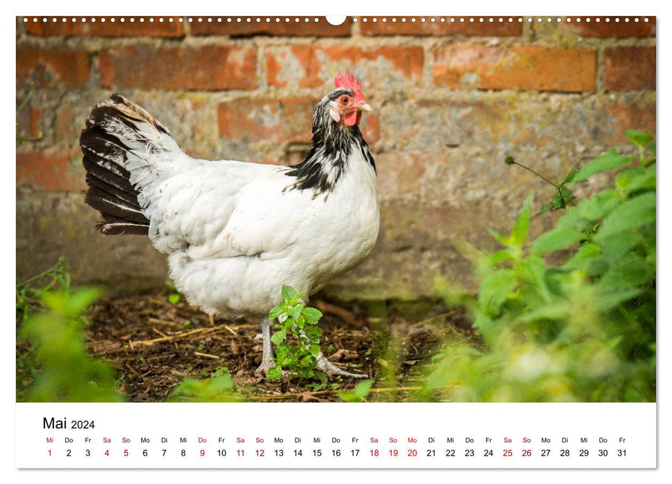 Old farm animal breeds 2024 (CALVENDO wall calendar 2024) 