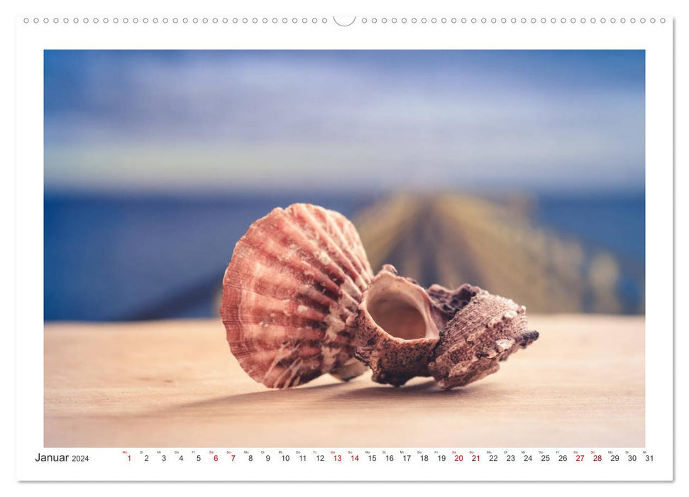 Meer Träumer - Muscheln und Schnecken Impressionen (CALVENDO Premium Wandkalender 2024)
