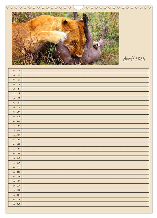 TANSANIA - Kunterbuntes Afrika (CALVENDO Wandkalender 2024)