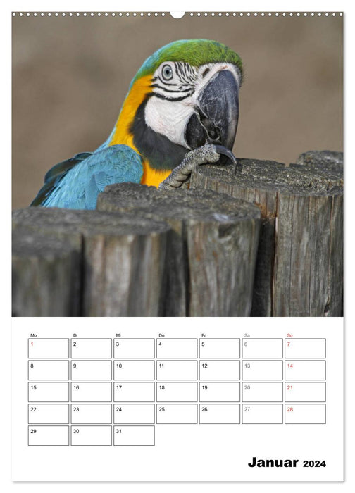 Papageien - Graupapagei, Rosella und Co. (CALVENDO Premium Wandkalender 2024)
